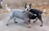 Photos supplémentaires: Chiots bouvier australien