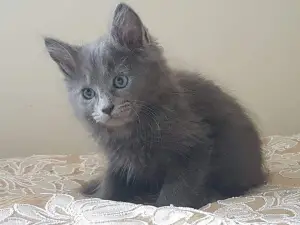 Photo №1. nebelung - à vendre en ville de Novokuznetsk | 143€ | Annonce № 604