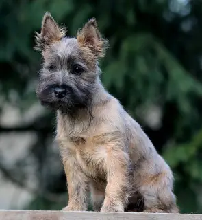 Photos supplémentaires: Filles Cairn Terrier