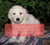 Photo №2 de l'annonce № 11317 de la vente golden retriever - acheter à Suisse annonce privée