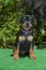 Photos supplémentaires: pinscher allemand