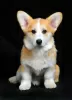 Photo №2 de l'annonce № 92841 de la vente welsh corgi - acheter à Ukraine éleveur