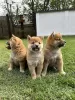 Photo №3. Chiots Shiba Inu. Serbie