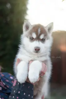 Photo №2 de l'annonce № 4096 de la vente husky de sibérie - acheter à Fédération de Russie de la fourrière