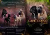 Photo №1. cane corso - à vendre en ville de Omsk | négocié | Annonce №7973