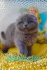 Photo №1. scottish fold - à vendre en ville de Пршибрам | 10411€ | Annonce № 127486