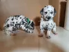 Photo №1. dalmatien - à vendre en ville de Vilnius | 300€ | Annonce №36087