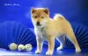 Photo №1. shiba - à vendre en ville de Nizhny Novgorod | négocié | Annonce №91247