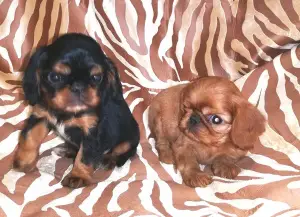 Photo №3. Les chiots sont proposés à la vente par le roi Charles Spaniel (anglais Toy. Fédération de Russie