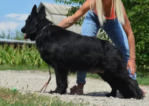 Photos supplémentaires: chiots berger allemand à poil long garçons et filles KSU / FCI, 33 jours, livre