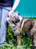 Photo №3. Agent de sécurité Alpha Caucasian Shepherd mix. Vous cherchez une maison!. Fédération de Russie