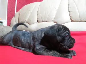 Photo №4. Je vais vendre cane corso en ville de Mourmansk. annonce privée - prix - Négocié