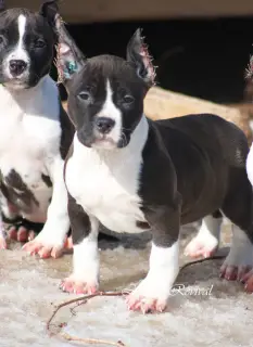 Photo №2 de l'annonce № 1624 de la vente american staffordshire terrier - acheter à Fédération de Russie de la fourrière