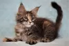 Photo №4. Je vais vendre maine coon en ville de Volgograd. de la fourrière, éleveur - prix - négocié