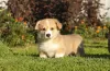 Photos supplémentaires: Chiots Welsh Corgi Pembroke