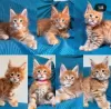 Photo №4. Je vais vendre maine coon en ville de Pfäffikon. annonce privée - prix - 400€