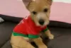 Photo №1. norwich terrier - à vendre en ville de Berlin | Gratuit | Annonce №126984