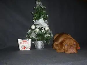 Photo №1. dogue de bordeaux - à vendre en ville de Kazan | 870€ | Annonce №4559