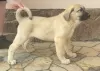 Photos supplémentaires: Chiots Kangal Turc