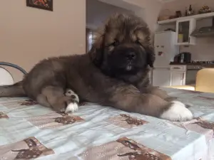 Photo №3. Nous vendons des chiots du dogue tibétain.. Fédération de Russie