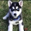 Photo №1. husky de sibérie - à vendre en ville de Lovech | négocié | Annonce №101827