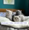 Photo №1. british shorthair - à vendre en ville de Delphi | Gratuit | Annonce № 125497