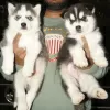 Photo №1. husky de sibérie - à vendre en ville de Berne | négocié | Annonce №123436