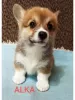 Photo №4. Je vais vendre welsh corgi en ville de Валево.  - prix - 550€