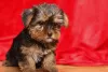 Photo №2 de l'annonce № 48694 de la vente yorkshire terrier - acheter à USA annonce privée