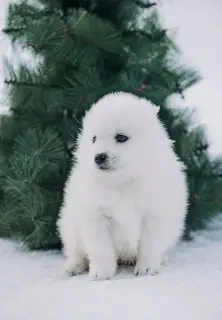 Photos supplémentaires: Elite Samoyedics