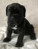 Photos supplémentaires: Chiots Cane Corso à vendre