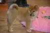 Photo №1. shiba - à vendre en ville de Gumbostrand | 331€ | Annonce №120252