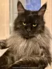 Photo №1. maine coon - à vendre en ville de Molodechno | négocié | Annonce № 9636