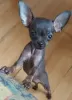 Photo №1. chihuahua - à vendre en ville de Potsdam | Gratuit | Annonce №130294