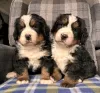 Photos supplémentaires: Superbes chiots bouvier bernois