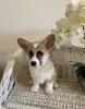 Photos supplémentaires: Corgi Welpen