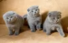 Photo №1. scottish fold - à vendre en ville de Roeselare | Gratuit | Annonce № 127760