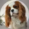 Photo №1. cavalier king charles spaniel - à vendre en ville de Москва | 3080€ | Annonce №50678