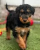 Photo №1. airedale terrier - à vendre en ville de Торонто | 425€ | Annonce №128871