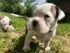 Photo №3. Chiots Boxer à vendre. Allemagne