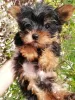 Photo №4. Je vais vendre biewer yorkshire terrier, yorkshire terrier en ville de Tallinn. annonce privée, de la fourrière, éleveur - prix - 400€