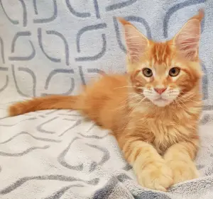 Photo №3. Chaton race Maine Coon show class, 3 mois. Montrer le tempérament. Couleur:. La Slovénie