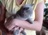 Photo №4. Je vais vendre british shorthair en ville de Ostrava. éleveur - prix - 400€