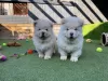 Photo №1. chow-chow - à vendre en ville de Pforzheim | Gratuit | Annonce №95930