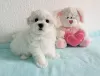 Photo №1. bichon maltais - à vendre en ville de Auckland | Gratuit | Annonce №125072