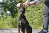 Photos supplémentaires: Chiots dobermans d'un charmant couple