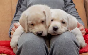 Photos supplémentaires: CHIOTS DE HAUTE RACE DE LABRADOR-RETRIVER DE CHAMPIONS