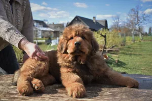 Photo №1. dogue du tibet - à vendre en ville de Скривери | 1300€ | Annonce №6361