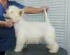 Photos supplémentaires: Chiot West Highland White Terrier du Champion International