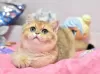 Photos supplémentaires: Superbe chaton British Shorthair de couleur chinchilla doré ny 11